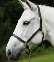 WALDHAUSEN Star Lederhalfter 
