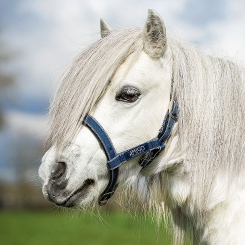 HORSEWARE Amigo Headcollar 