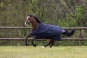 morepic-4